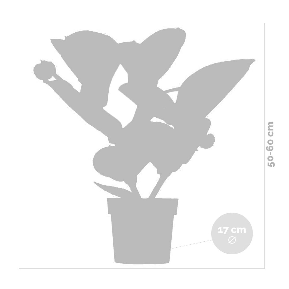 Medinilla magnifica 'flamenco' – fleur en spray – peu d'entretien – ⌀17 cm - ↕50-60 cm