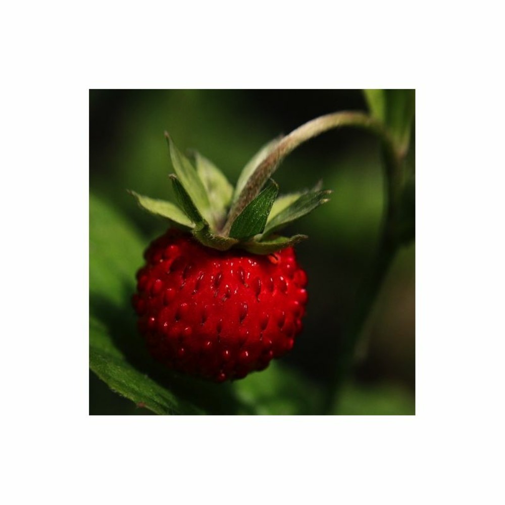 Fraisier musqué 'capron royal' bio - godet 9cm