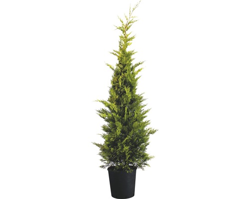 Gele Leylandcipres FloraSelf Cupressocyparis leylandii 'Gold Rider' H 150-170 cm Co 15 L