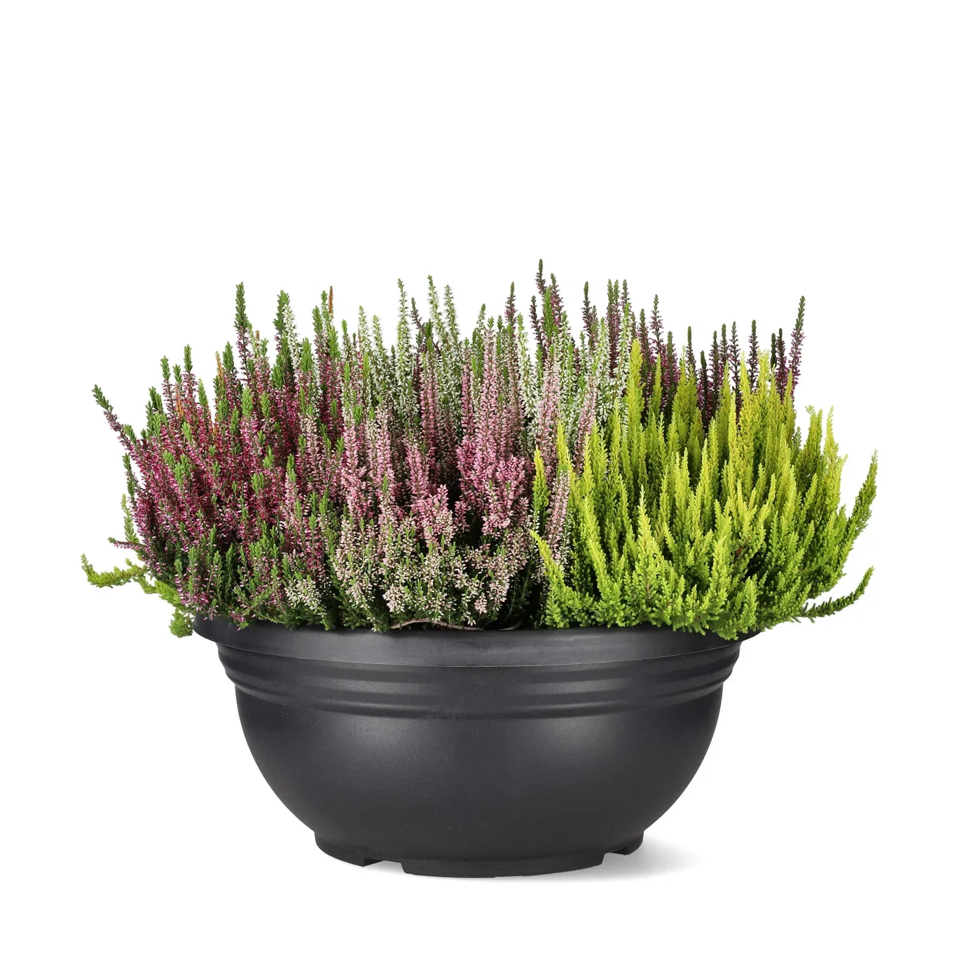 Calluna vulgaris (Beauty Ladies Series) 'Mosaica' Røsslyng BEAUTY LADIES 'Mosaica' Ø45 cm
