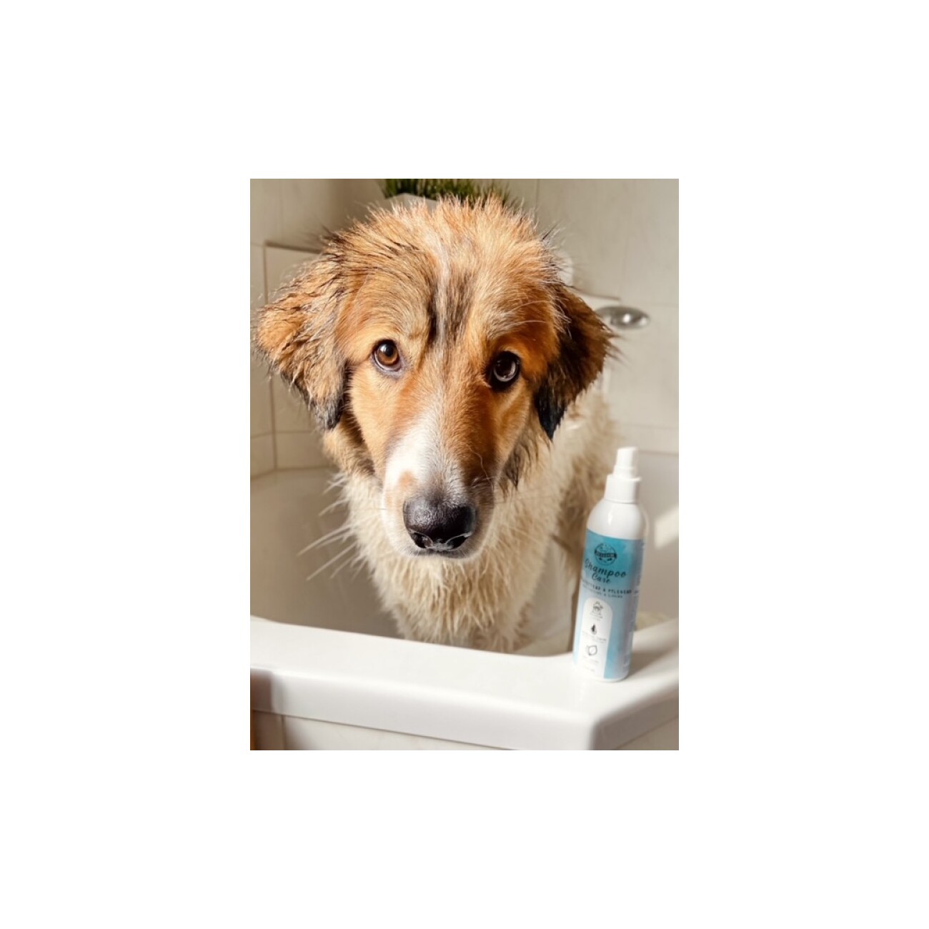 Bellfor Hundeshampoo Care - 250ml
