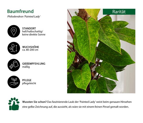 Baumfreund - Philodendron 'Painted Lady'