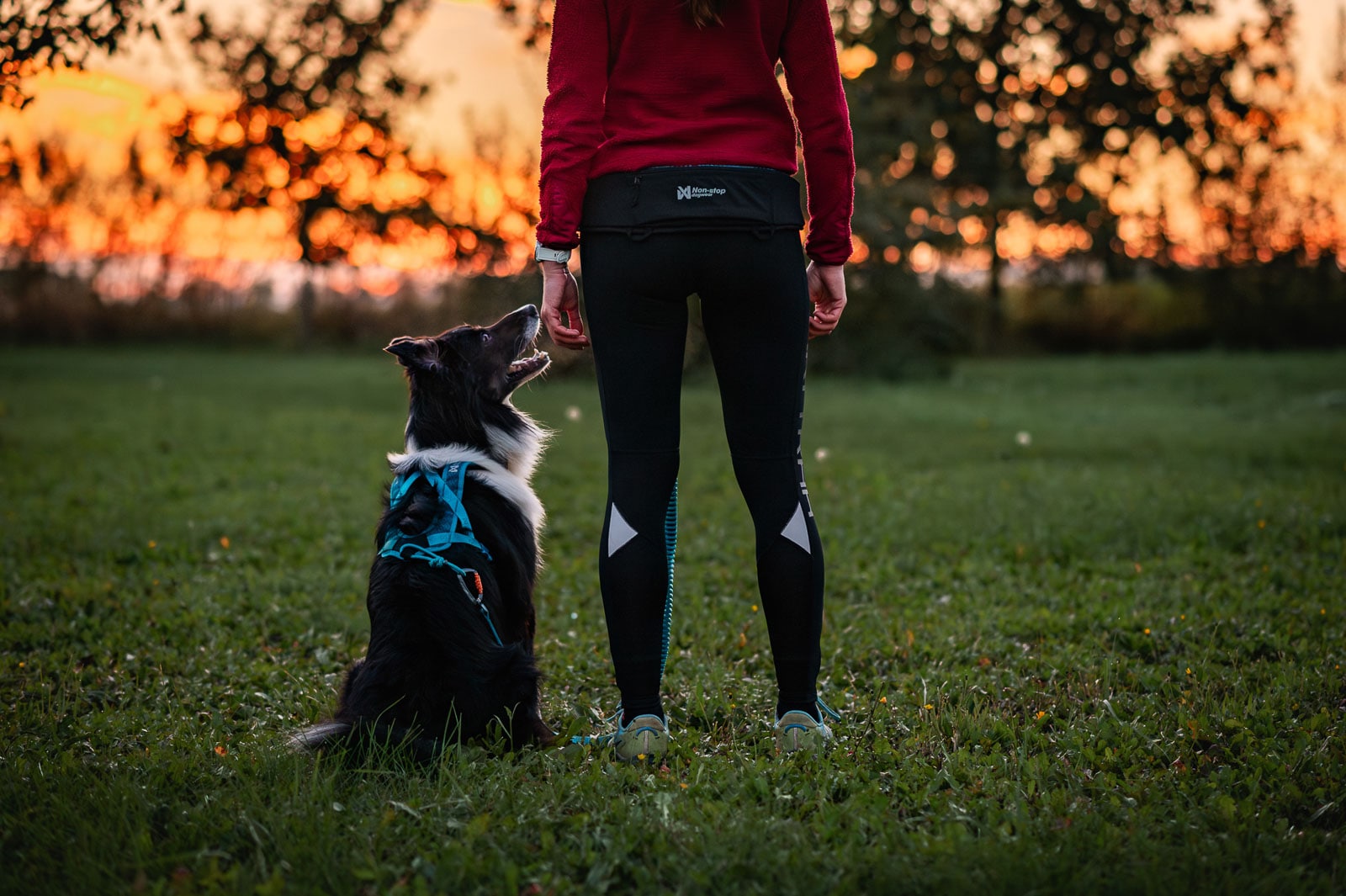 Kjøp Non-Stop Dogwear Rush Harness fra Hekta på tur!