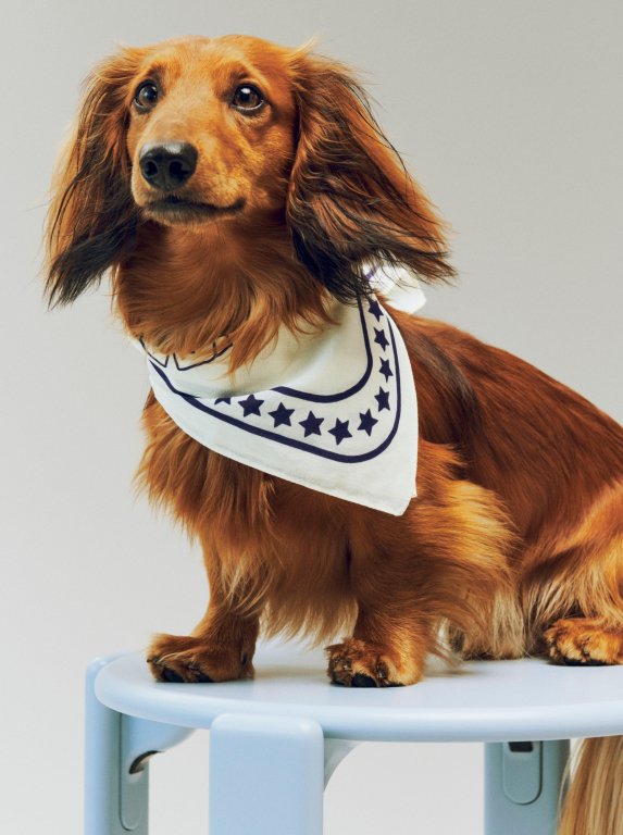 Hay Dogs hondensjaal gerecycled 55x55 Light Blue