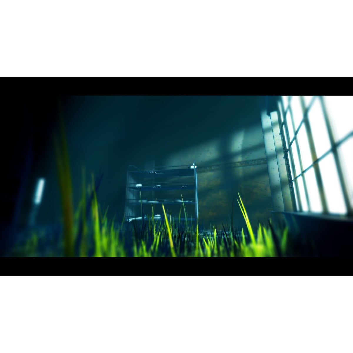 Acanthoceras - PC Windows