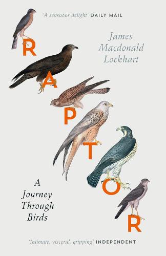 Raptor: A Journey Through Birds (Paperback)