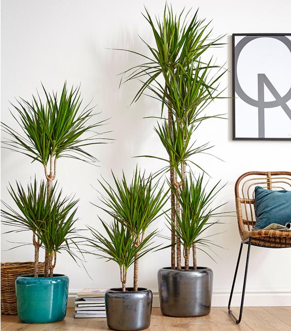Drachenbaum - Dracaena marginata