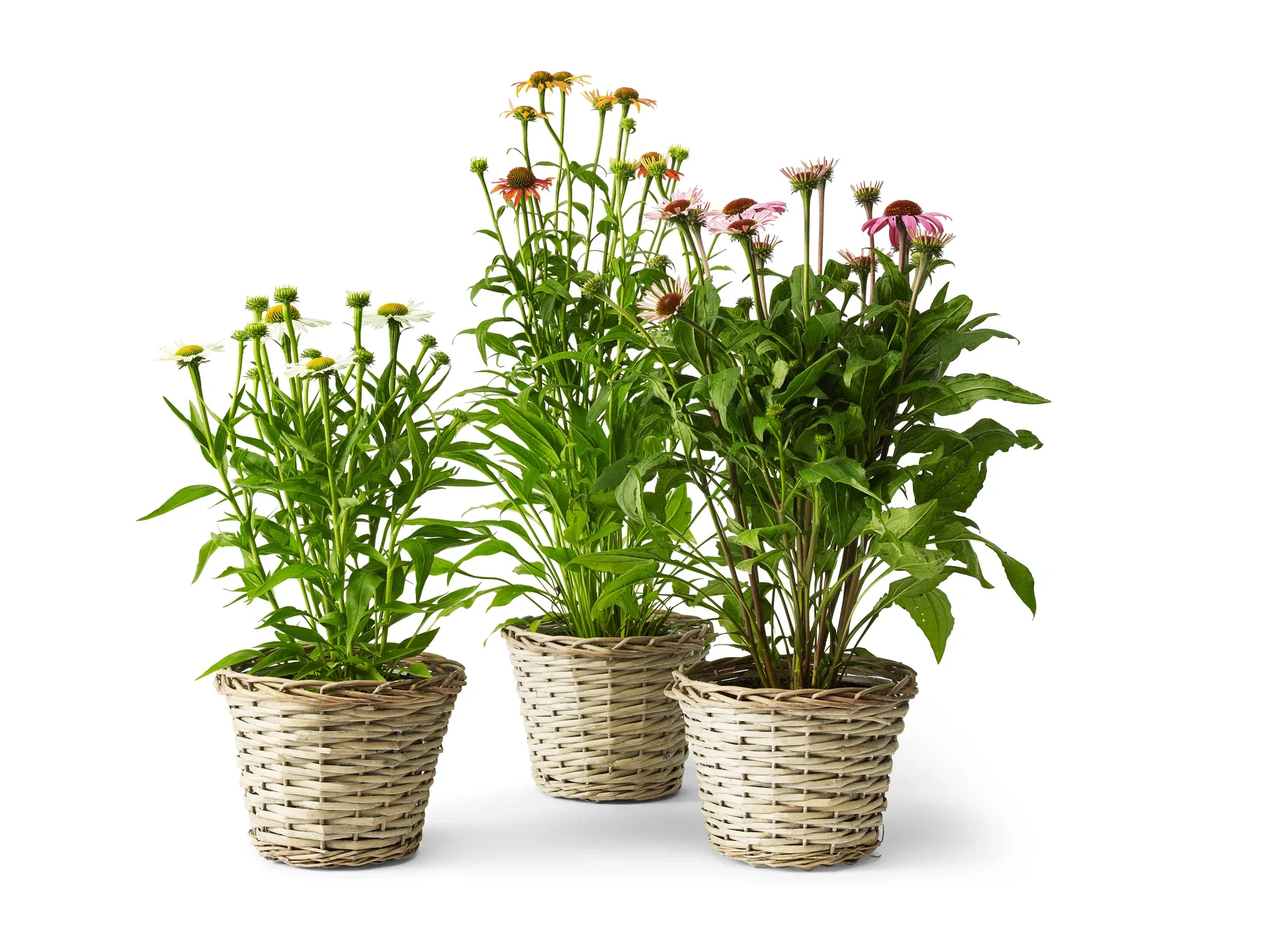 Echinacea purpurea White Purpursolhatt hvit Ø19 cm