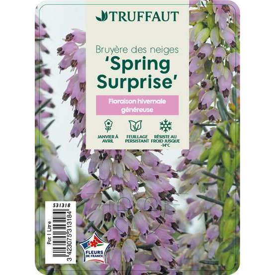 Erica x darleyensis 'Spring Surprise' : ctr 1L