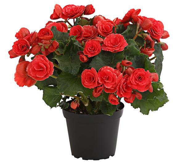 Elatior-Begonie - Begonia elatior 'Borias®'