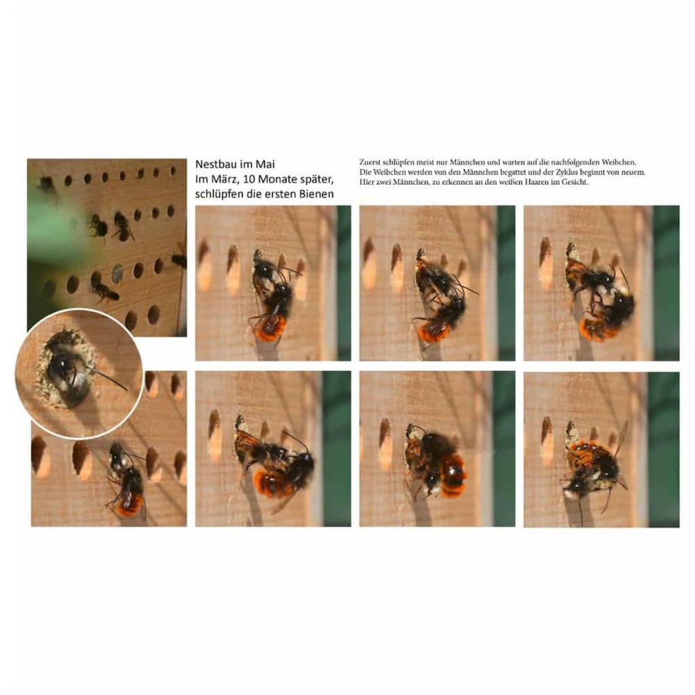Luxus-insektenhotels hôtel à insectes avec toit en hêtre maja naturel