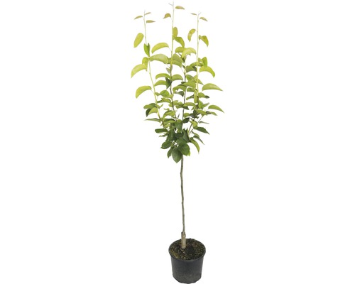 Biologische Nashi Peer Kumoi FloraSelf Organic Pyrus pyrifolia 'Nashi Kumoi' Stamhoogte 60 cm Totale hoogte ca. 100-120 cm Co 7,5 L Struik