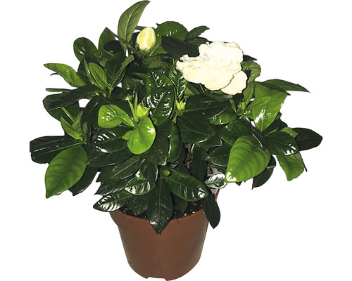 Gardenia FloraSelf Gardenia jasminoides H 30-40 cm Ø 13 cm pot