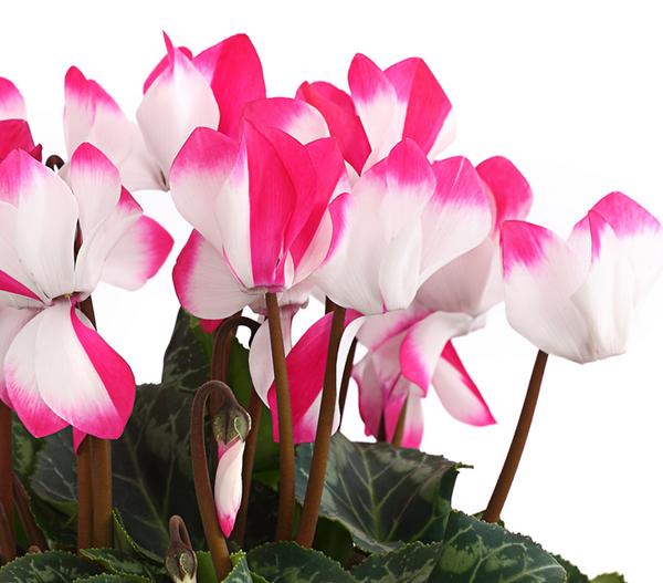 Alpenveilchen 'Indiaka', verschiedene Farben