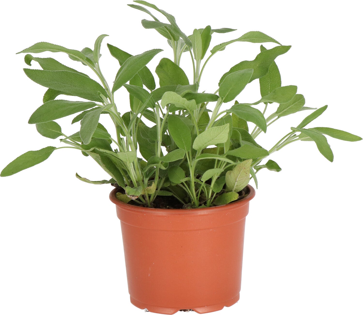 Biologische Salie (Salvia officinalis) D 12 H 15 cm