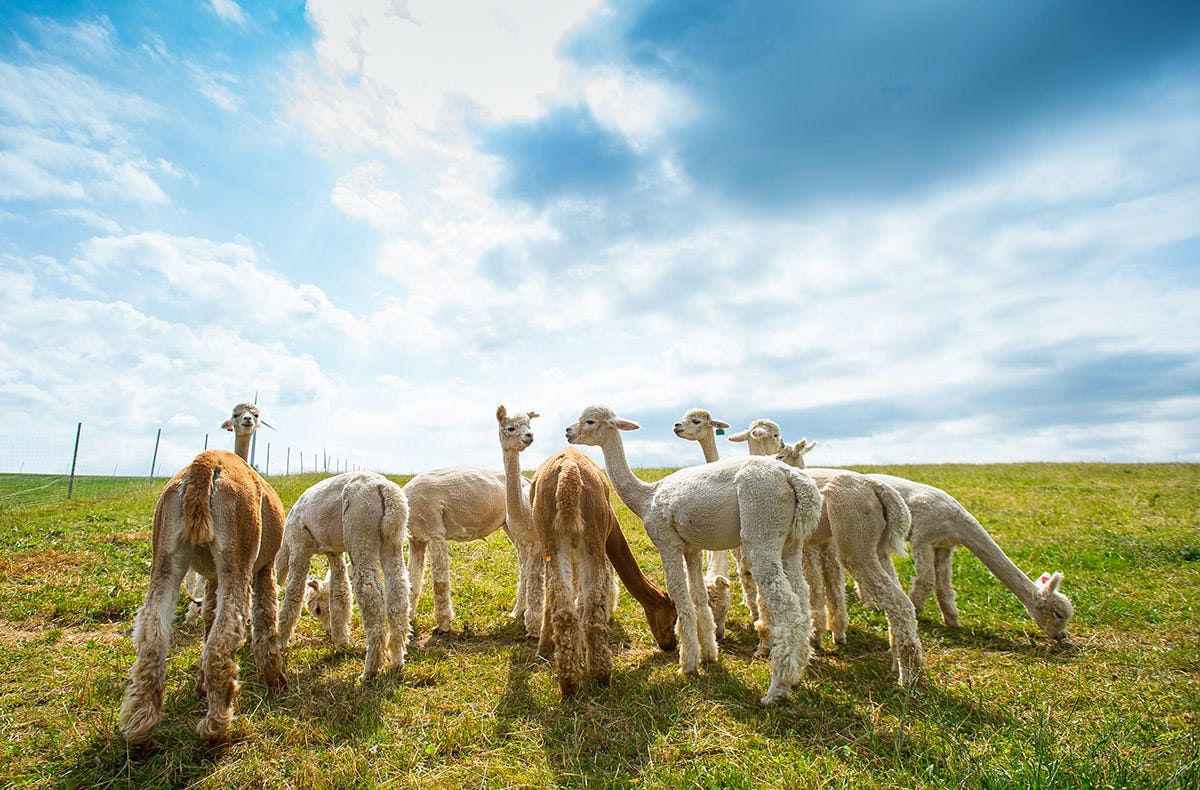 Übernachtung auf der Alpakafarm Affinghausen