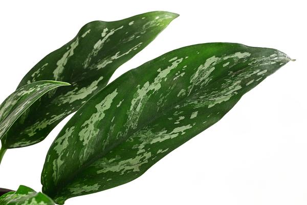 Kolbenfaden - Aglaonema 'Maria', Hydrokultur