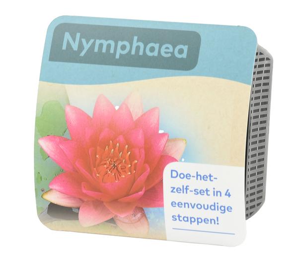 Teichpflanzen Komplett-Set Seerose, 6-teilig
