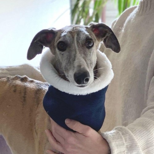 Cachecol reversível Uoamy para cães, azul