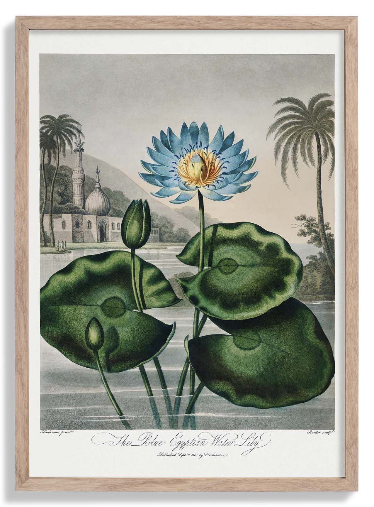 Blumendruck Ägyptische Seerose Tempel der Flora