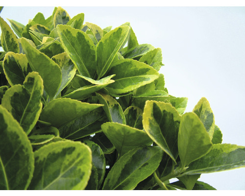 Bonte kardinaalsmuts FloraSelf Euonymus japonicus 'Aureomarginatus' H 25-30 cm Co 5 L bossig