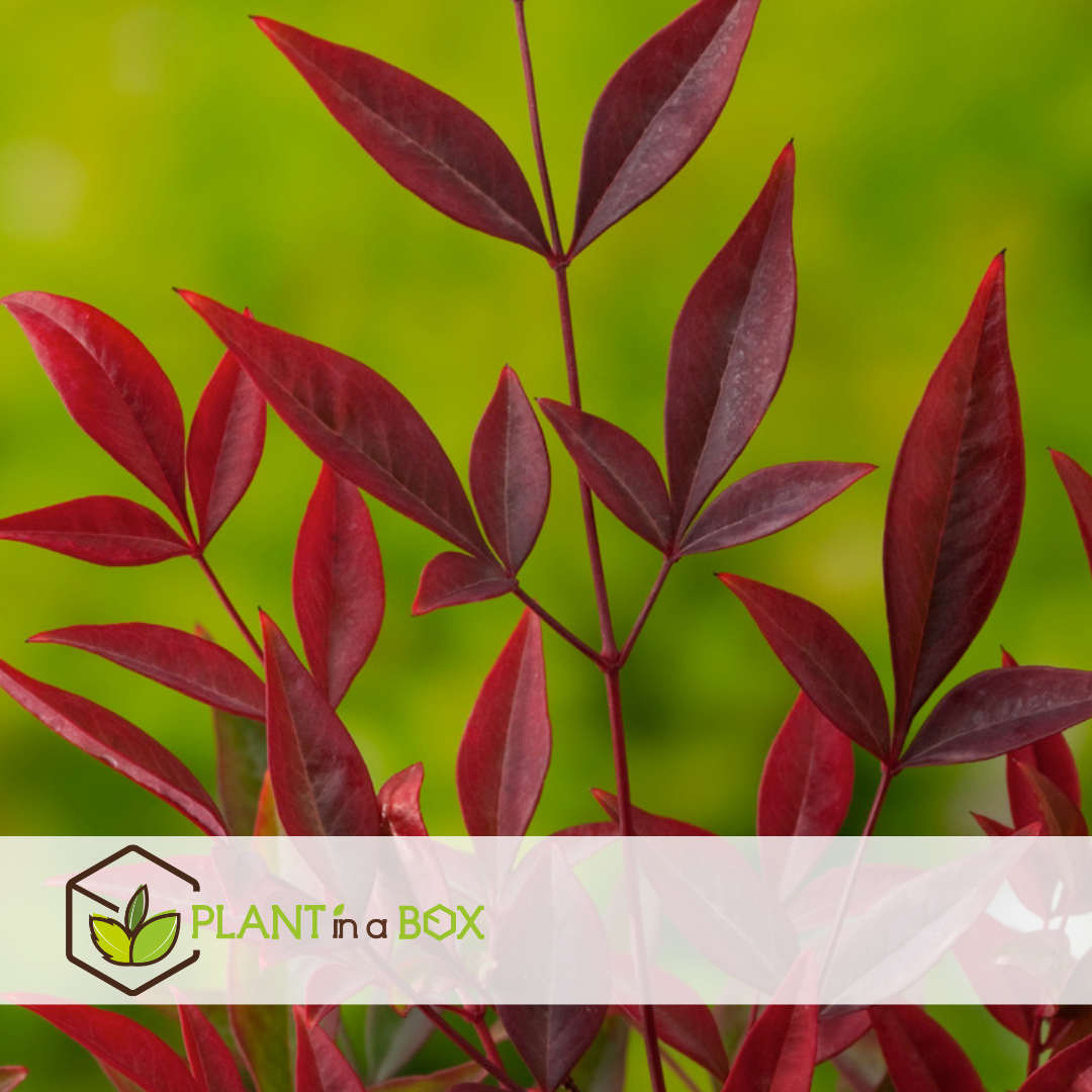 Nandina gulfstream - ensemble de 2 - pot 17cm - hauteur 25-40cm