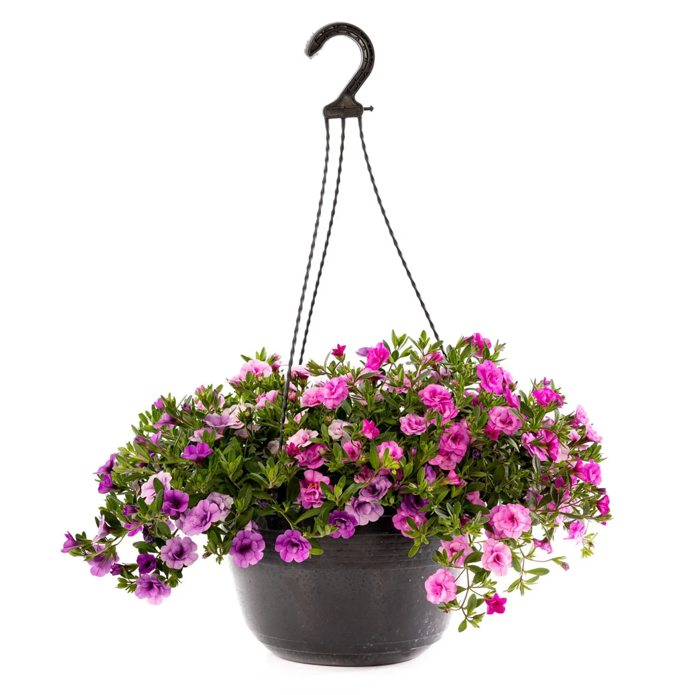 Calibrachoa Romantic G. double fl. h. basket 27 cm Småpetunia med fylte blomster i ampel Ø27 cm