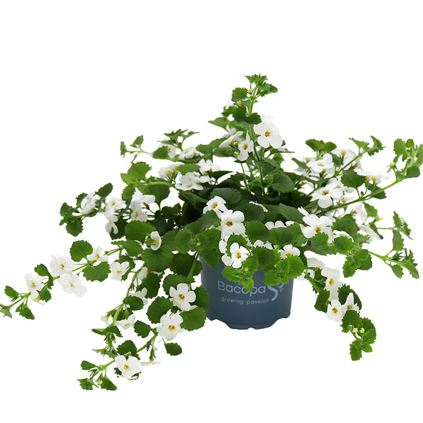 Sutera White 12 cm Snøfnugg Ø12 cm