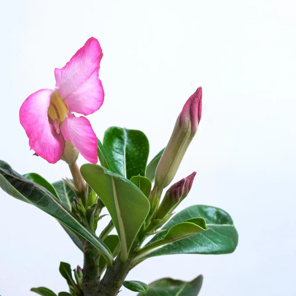 Woestijnroos - Set van 4 - Adenium obesum - Hoogte 25-40cm - ⌀10,5cm