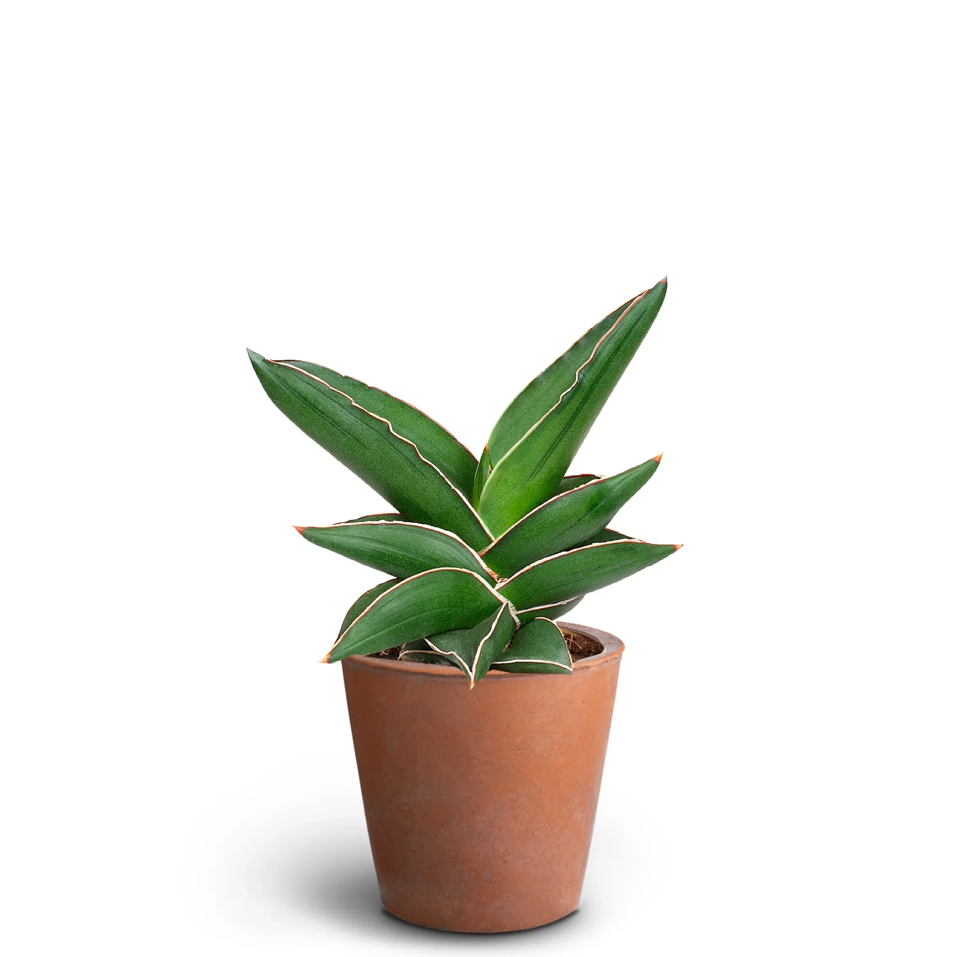 Sculpture in Deco Pot 9 cm Grønn plante i potte Høyde 30 cm