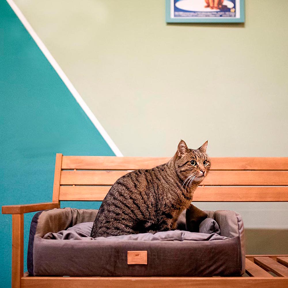 Couchage rembourré lit pour chiens et chats harris 65 lavable, avec coussin, tweed et velours, marron