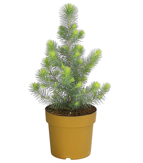 Pinie 'Silver Crest'