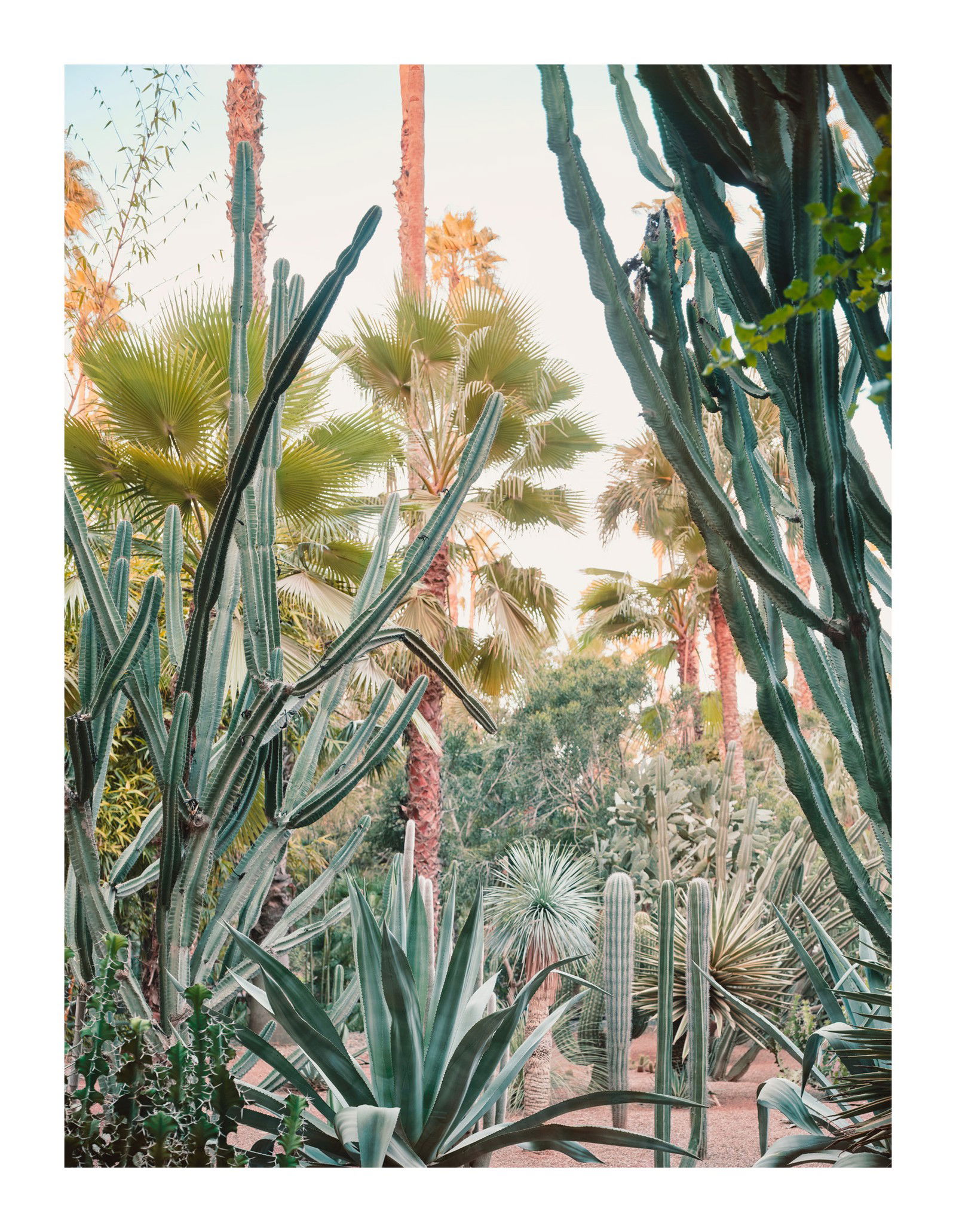 Jardin Majorelle II by Simon Watson - Limited Edition. Edition of: 150. Signed.