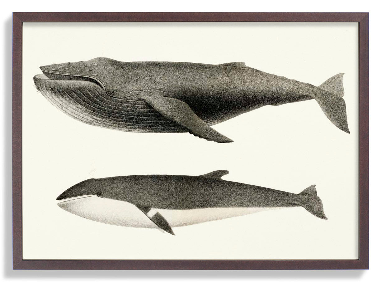 Weiße Wale und Orcas