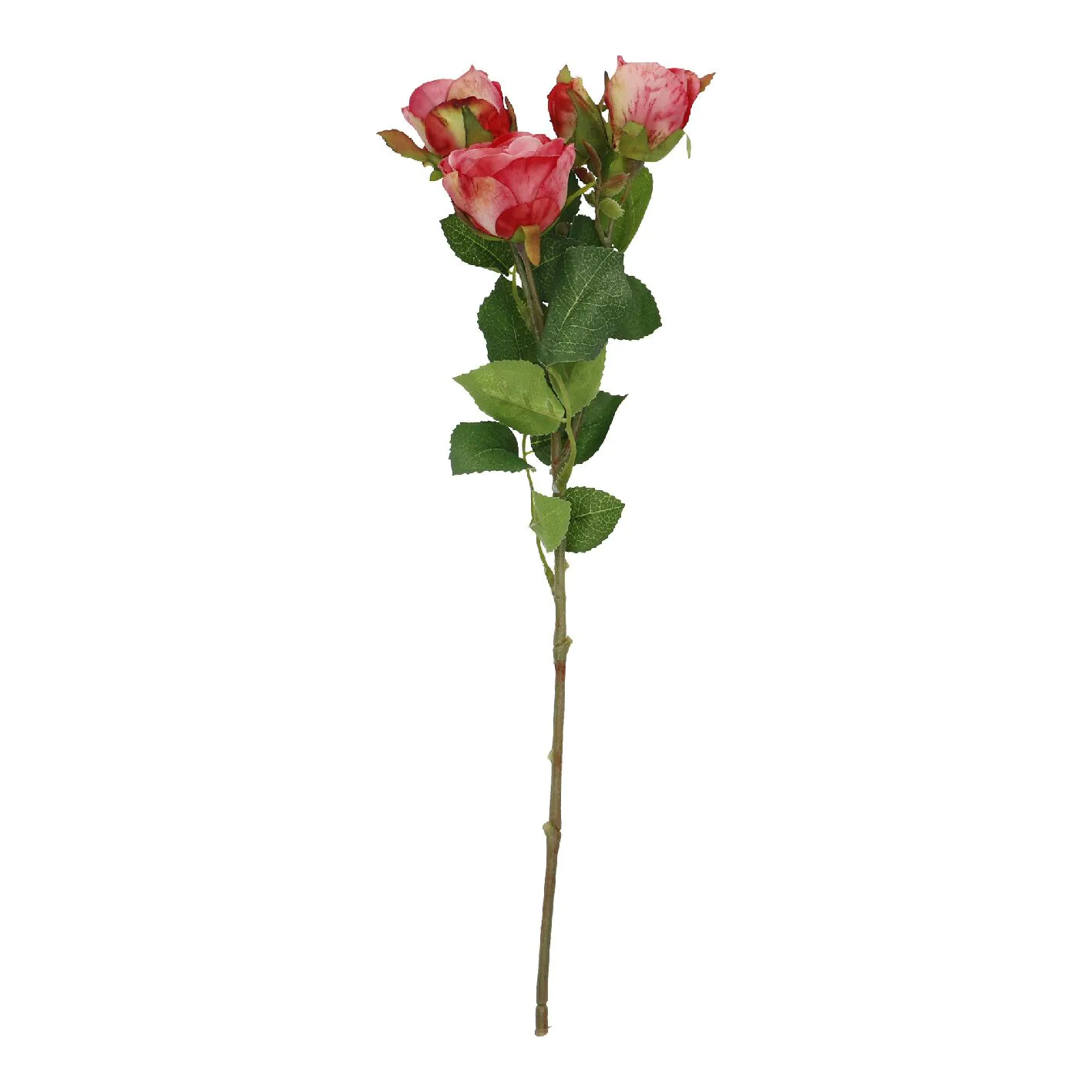 Rose Alina, 3 Blüten/dunkelrosa, 38 cm