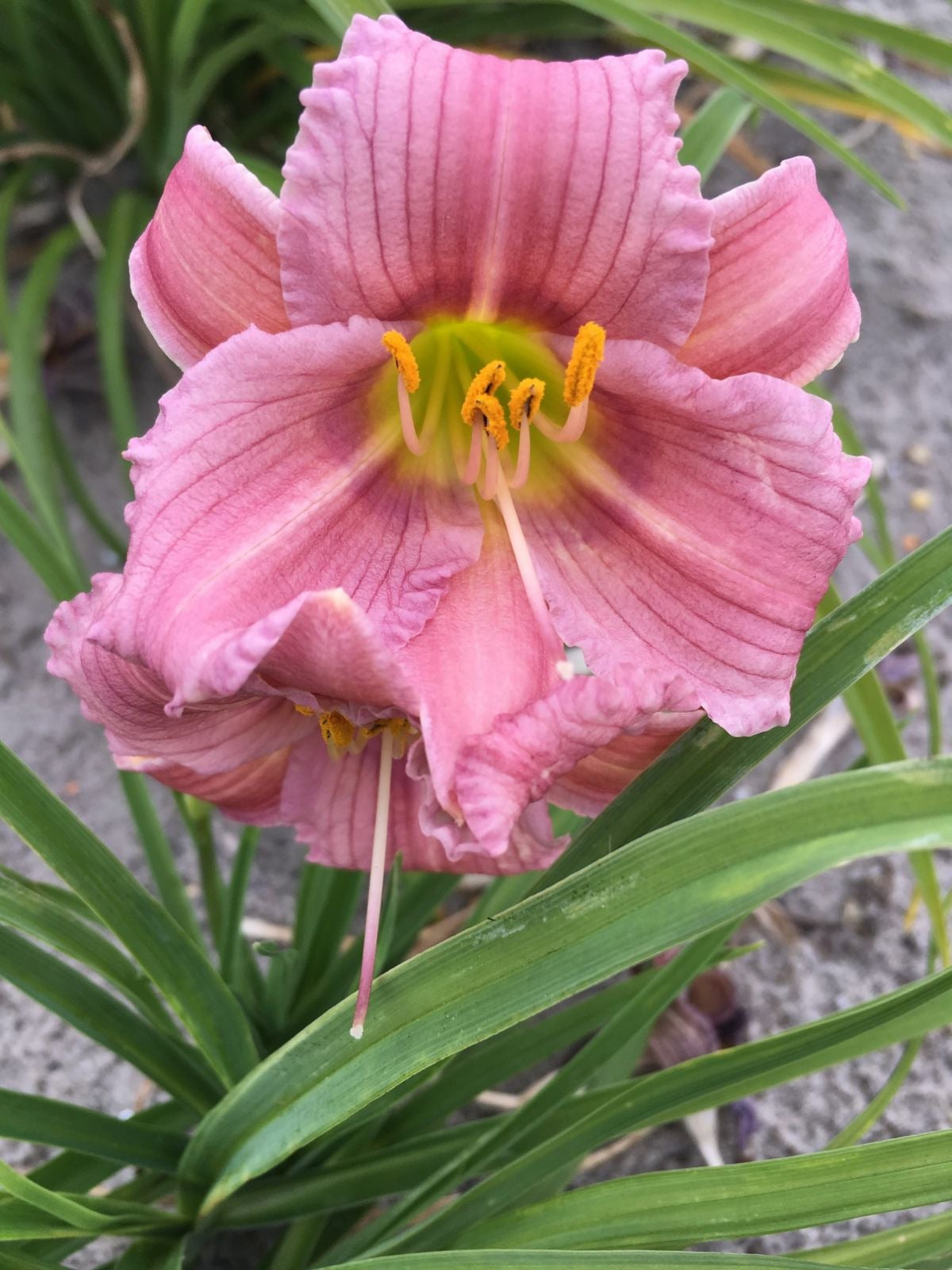 Daglelie (Hemerocallis 'EveryDaylily Mini Purple') D 17 H 45 cm