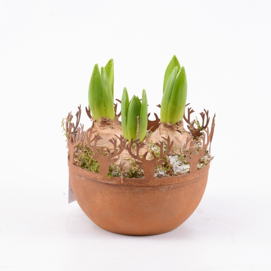 Jacinthes venduent par 3 D15-H18