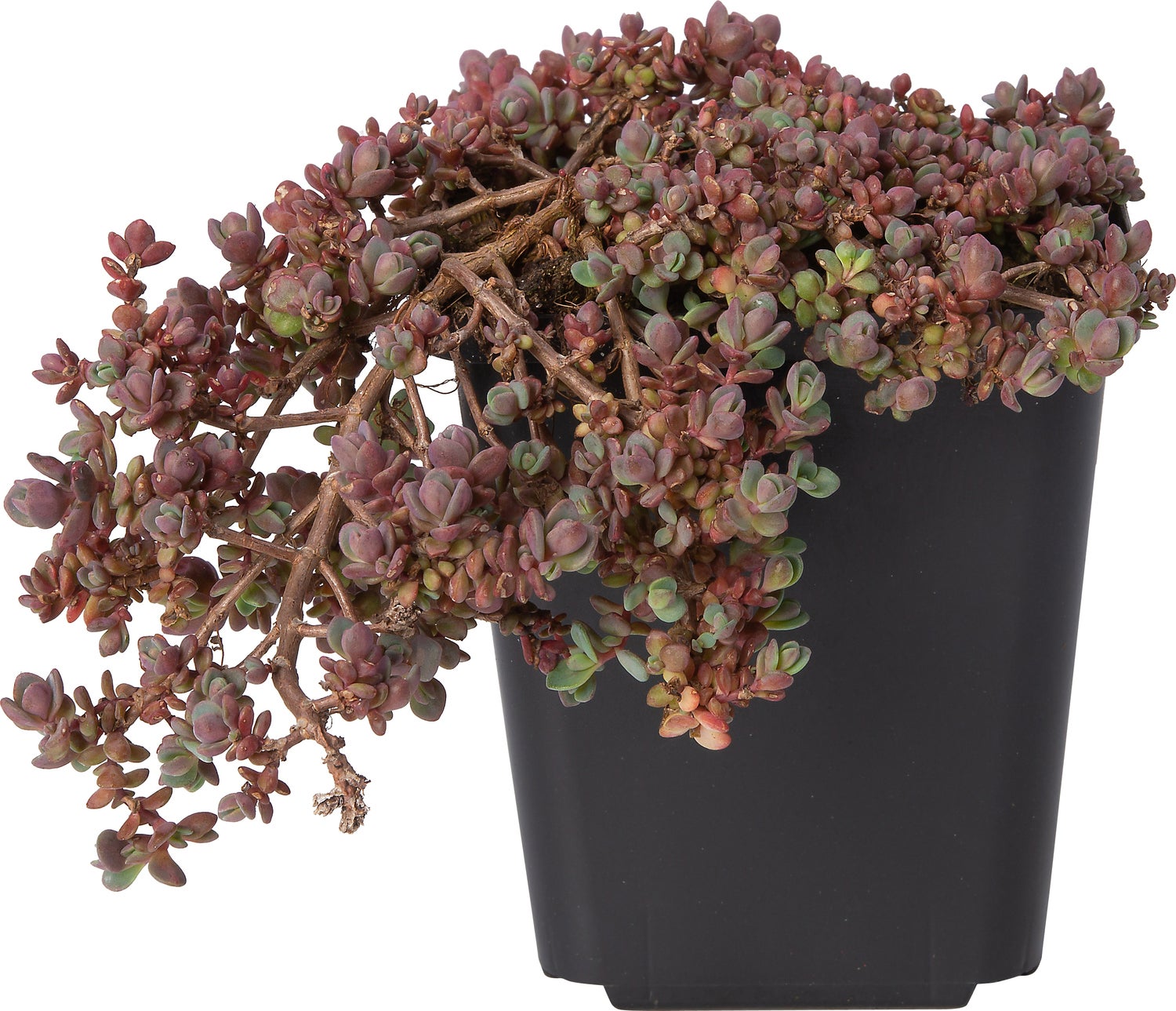 Vetkruid (Sedum cauticola 'Lidakense') D 9 H 10 cm