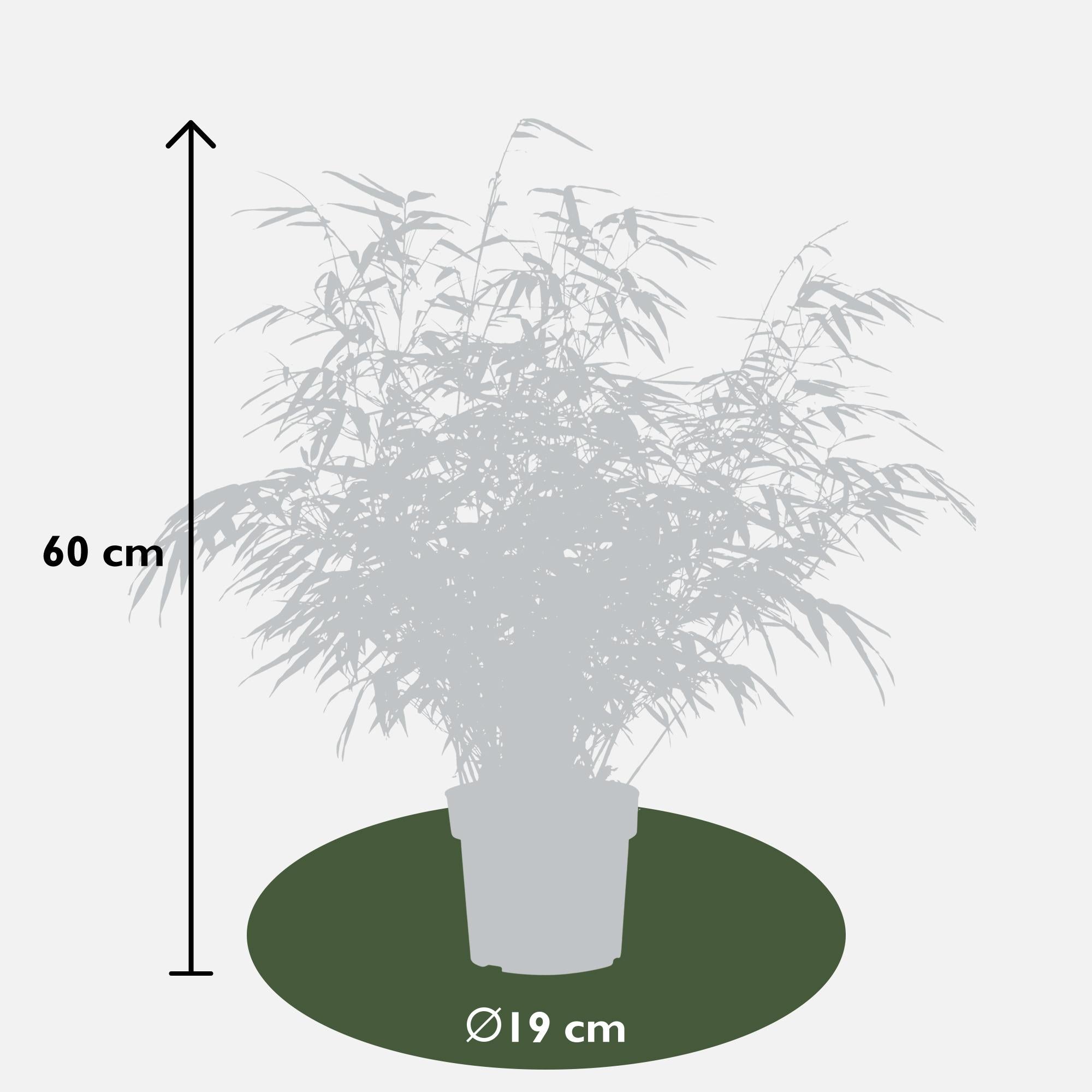 Fargesia rufa - lot de 2