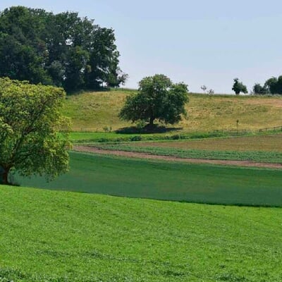 Die Walnuss
