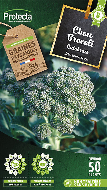 Graine de chou brocoli calabrais Protecta