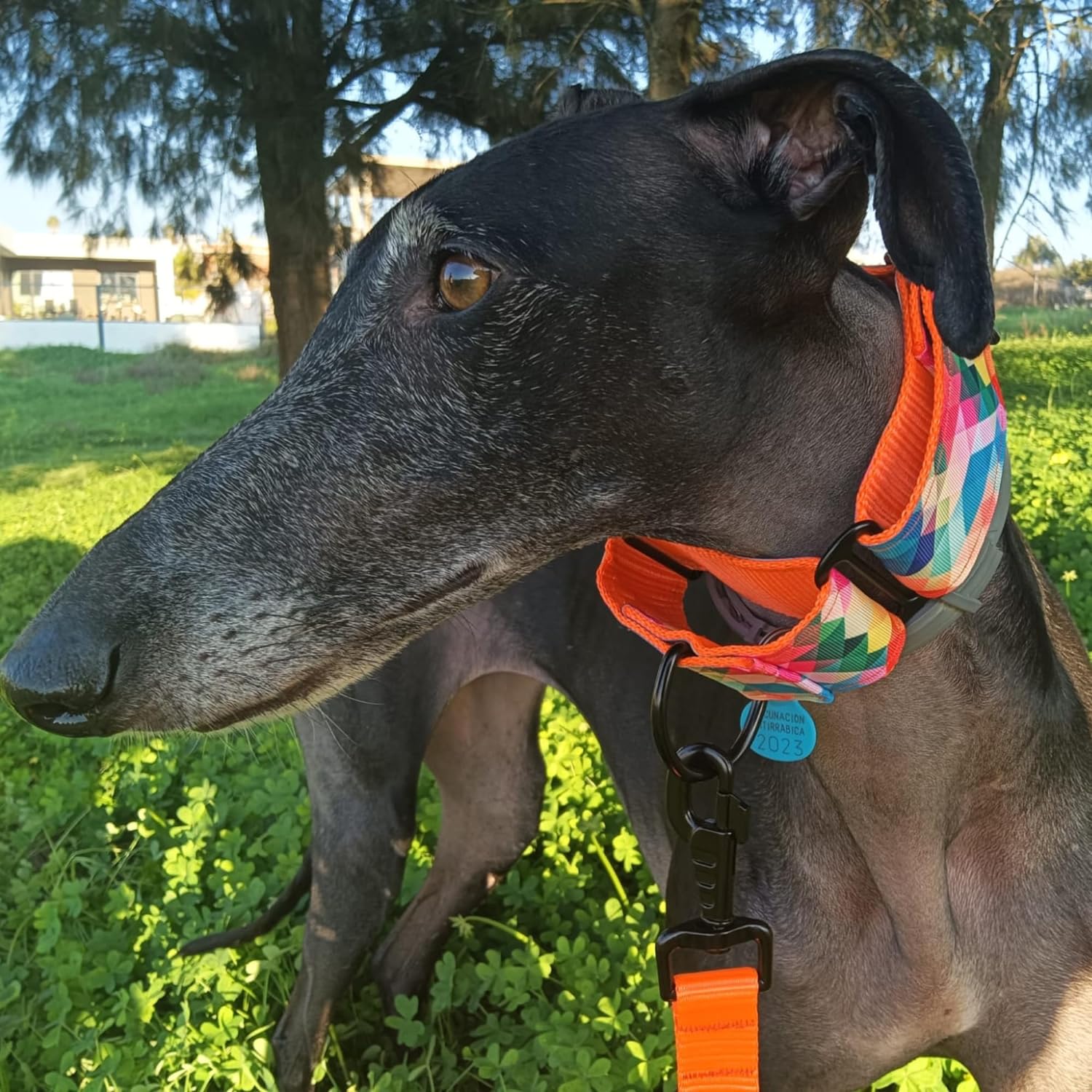 EGV - Coleira Martingale. Coleira artesanal para galgo, fabricada na Espanha (Multicolorida)
