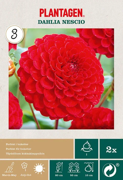 Dahlia x pinnata (Pompon Group) 'Nescio' Pompong-georgine ‘Nescio’ 2 pk