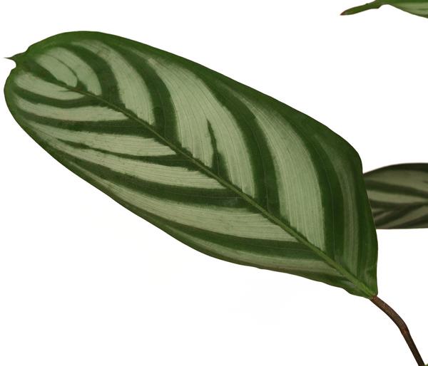 Korbmarante - Calathea 'Compactstar'