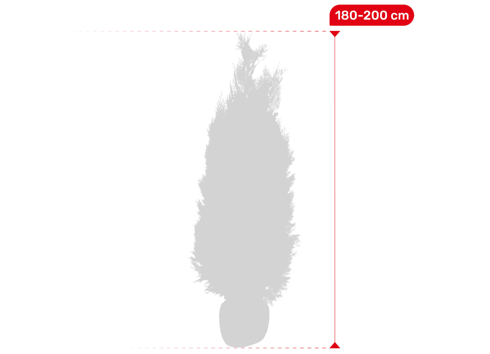 Scheinzypresse Heckenpflanze Chamaecyparis lawsoniana Columnaris 180-200cm