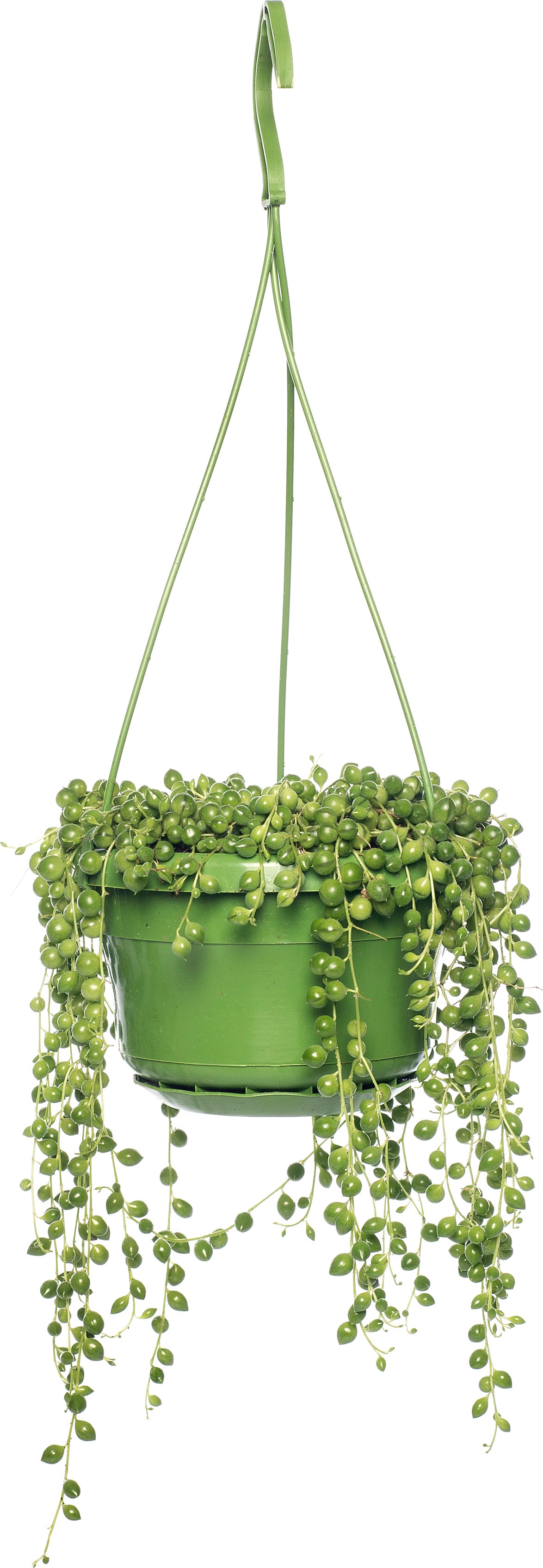 Erwtenplant in hangpot (Senecio rowleyanus) D 14 H 30 cm