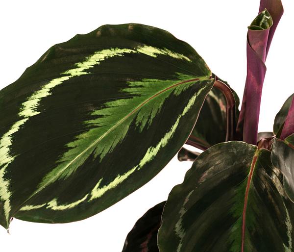 Korbmarante - Calathea roseopicta 'Medaillon'