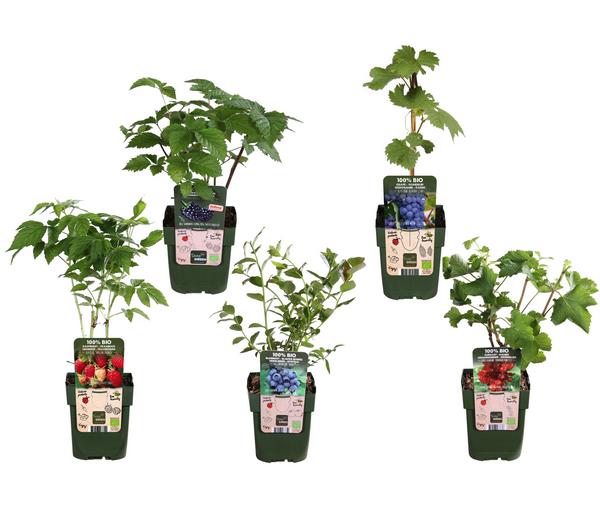 Bio Beeren-Set Bunter Obstgarten, 5-teilig
