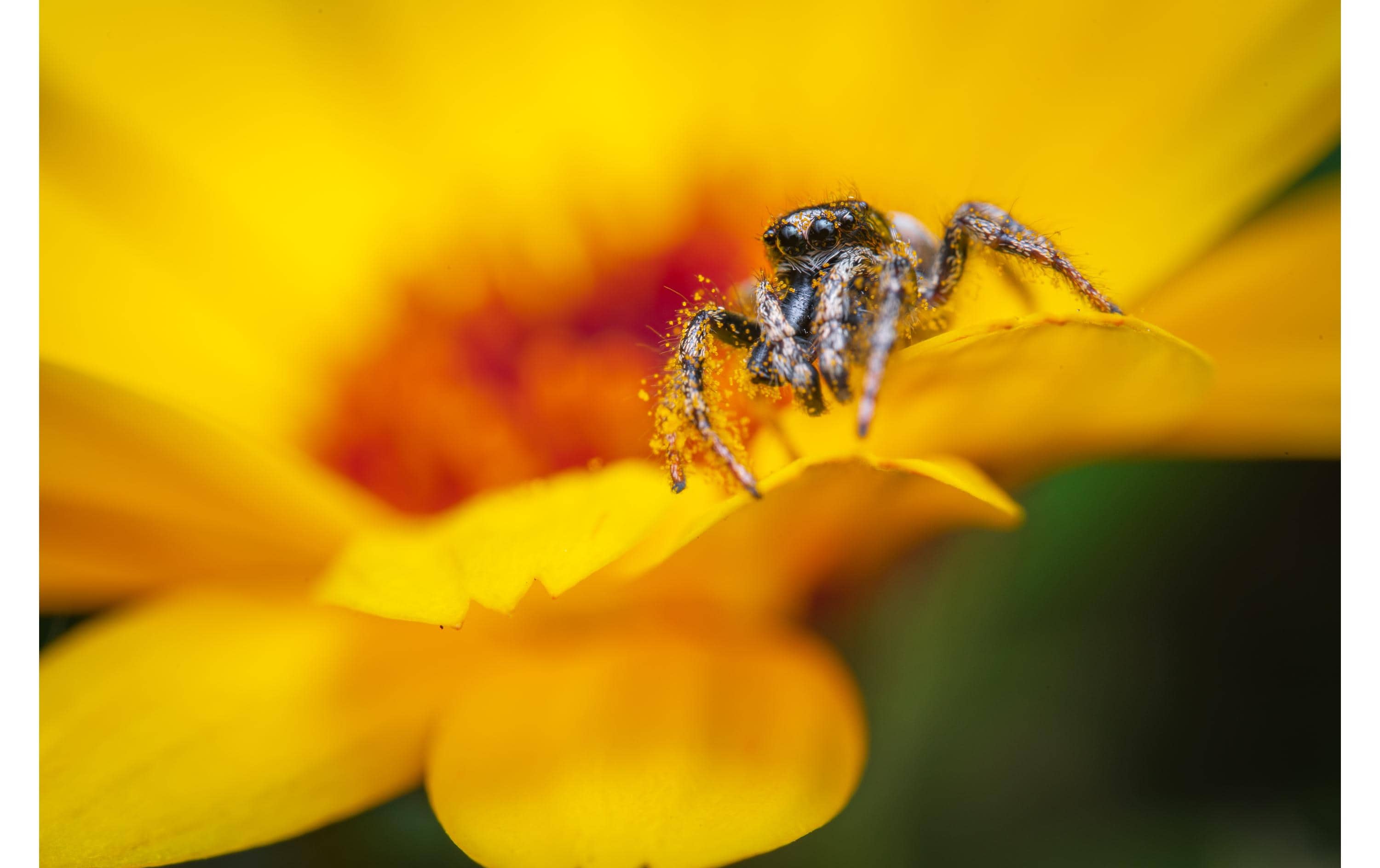 Festbrennweite 90 mm f/2.8 2x Ultra Macro APO – Sony E-Mount<br>Kompakte und leichte Ultramakro Festbrennweite