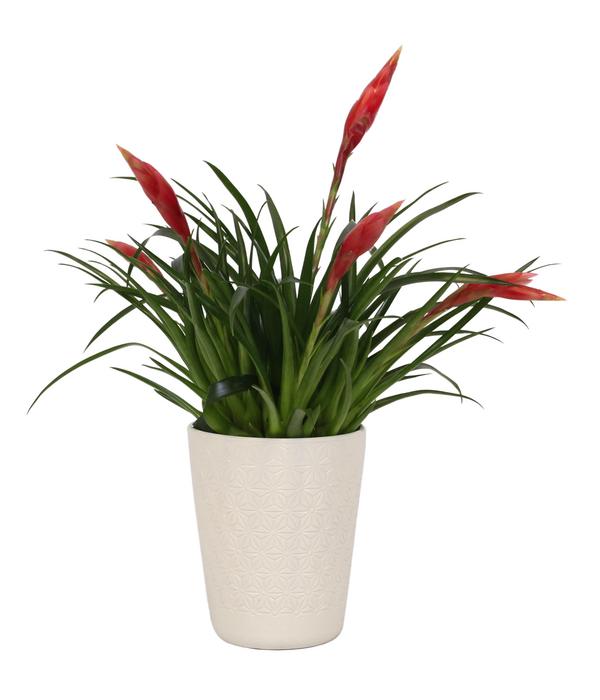 Flammendes Schwert - Vriesea Multiflora